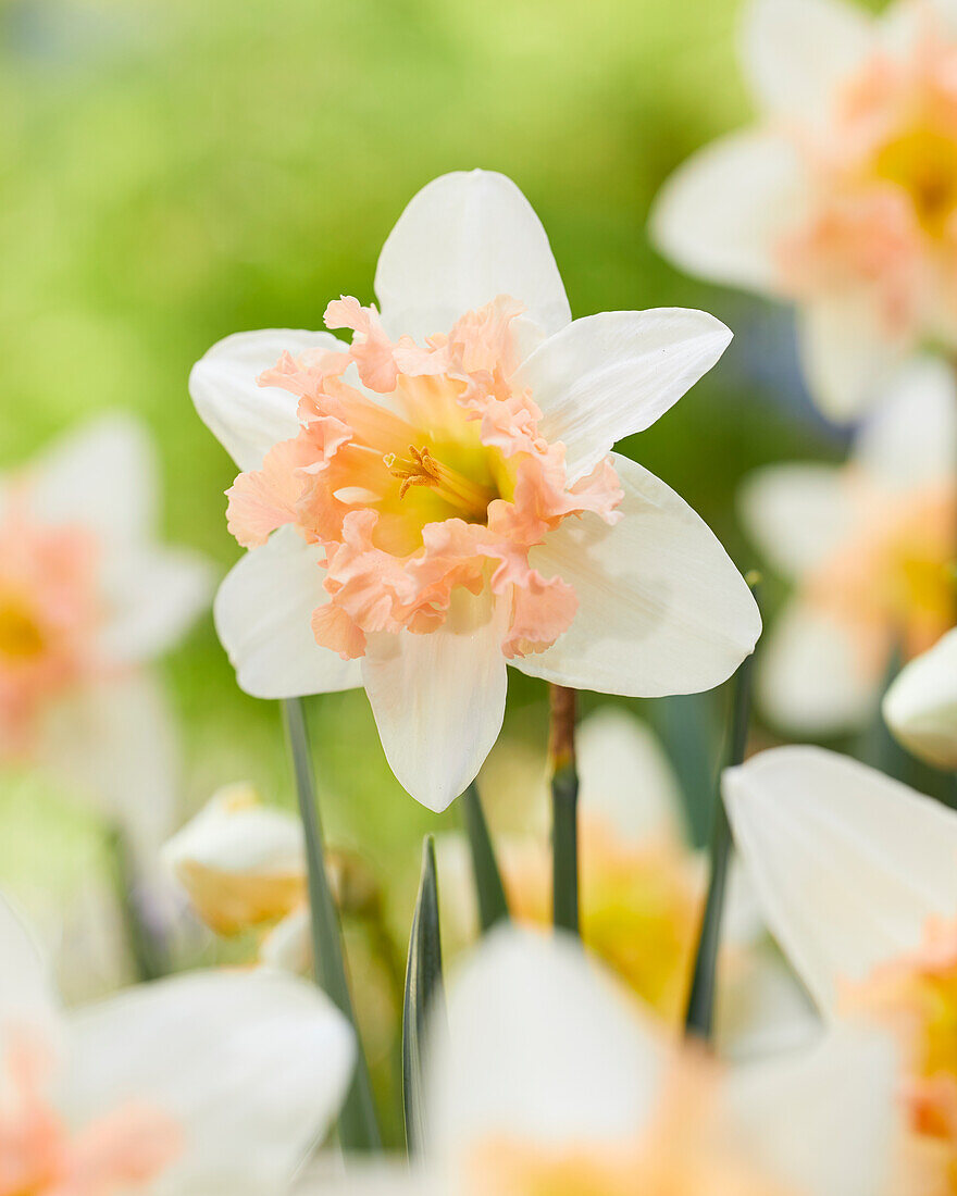 Narzisse (Narcissus) 'Palmares'