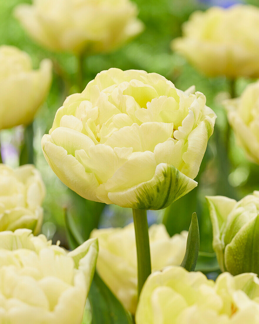Tulpe (Tulipa) 'Avant Garde'