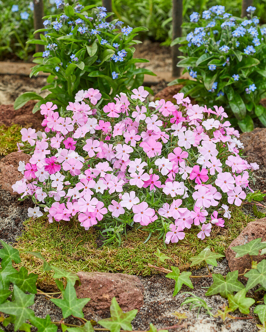 Flammenblume (Phlox) 'Strawberries and Cream'