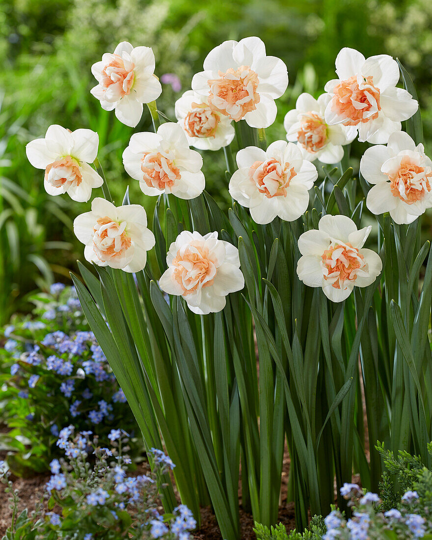 Narzisse (Narcissus) 'Pink Paradise'