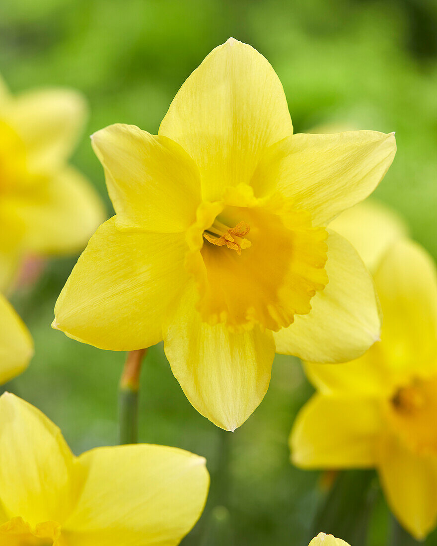 Narcissus Barenwyn
