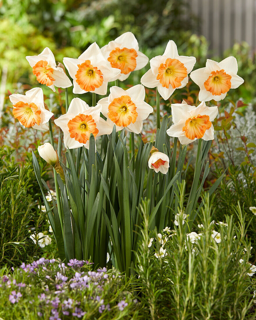 Narzisse (Narcissus) 'Pink Bomb'