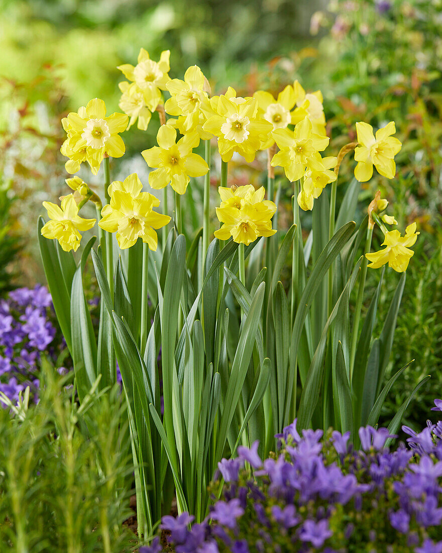 Narzisse (Narcissus) 'Pipit'