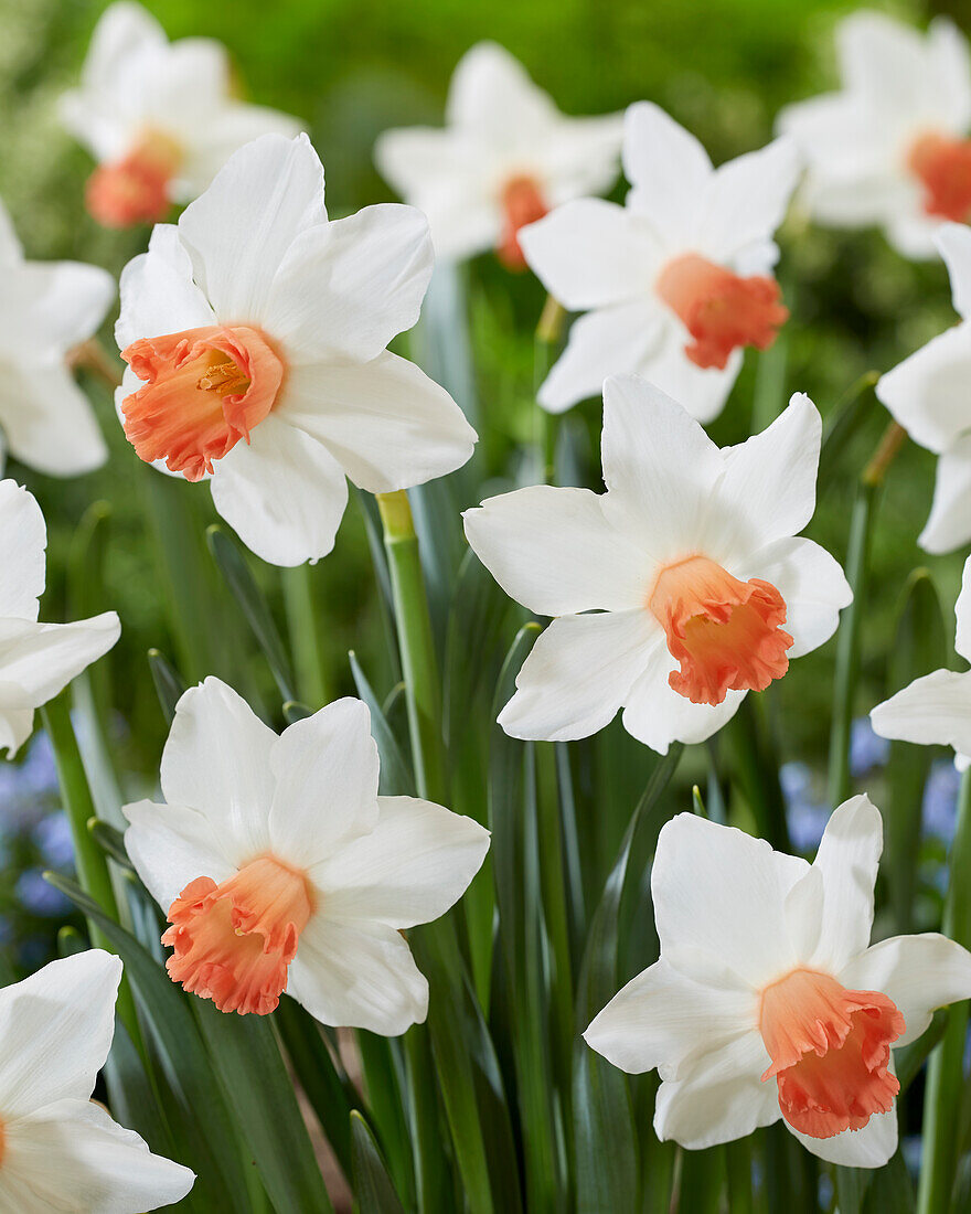 Narzisse (Narcissus) 'Charming Lady'