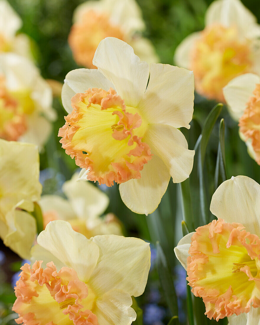 Narzisse (Narcissus) 'Gosia'