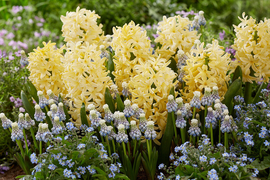 Hyacinthus Yellowstone, Muscari Mountain Lady