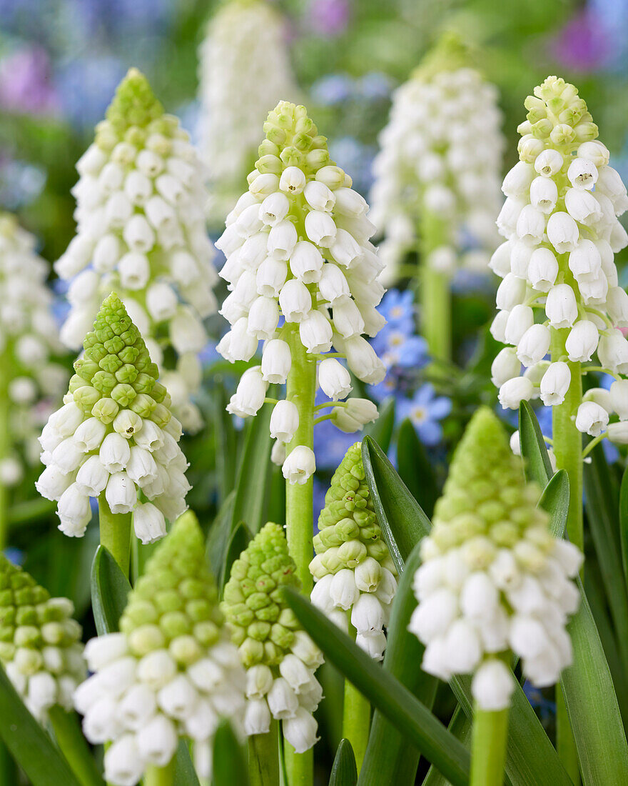 Muscari Snow White