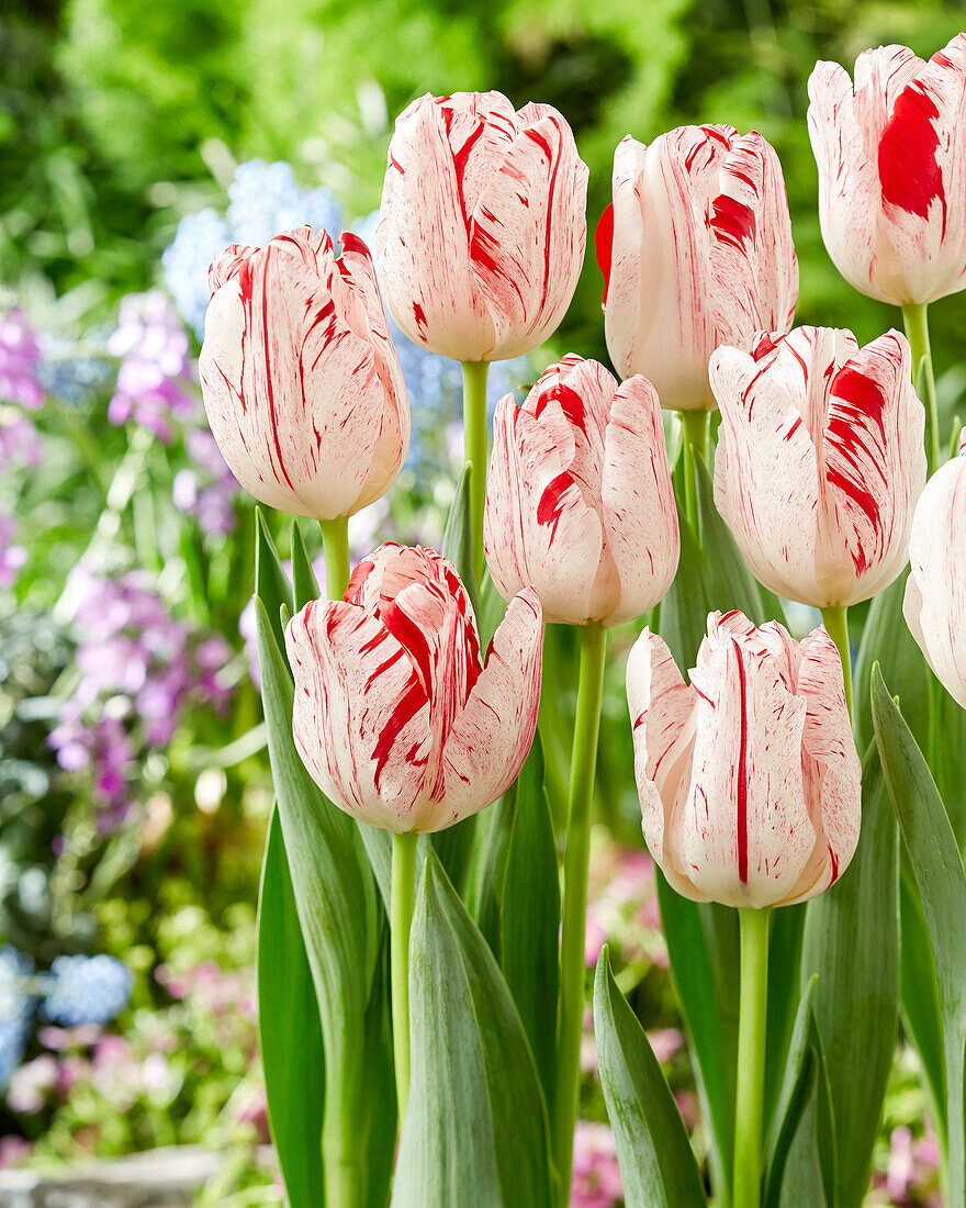 Tulpe (Tulipa) 'Merel Delight'