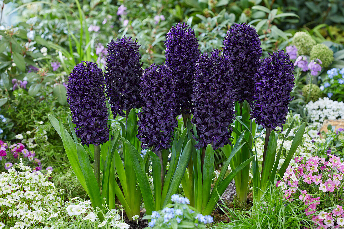 Hyacinthus Midnight Mystique