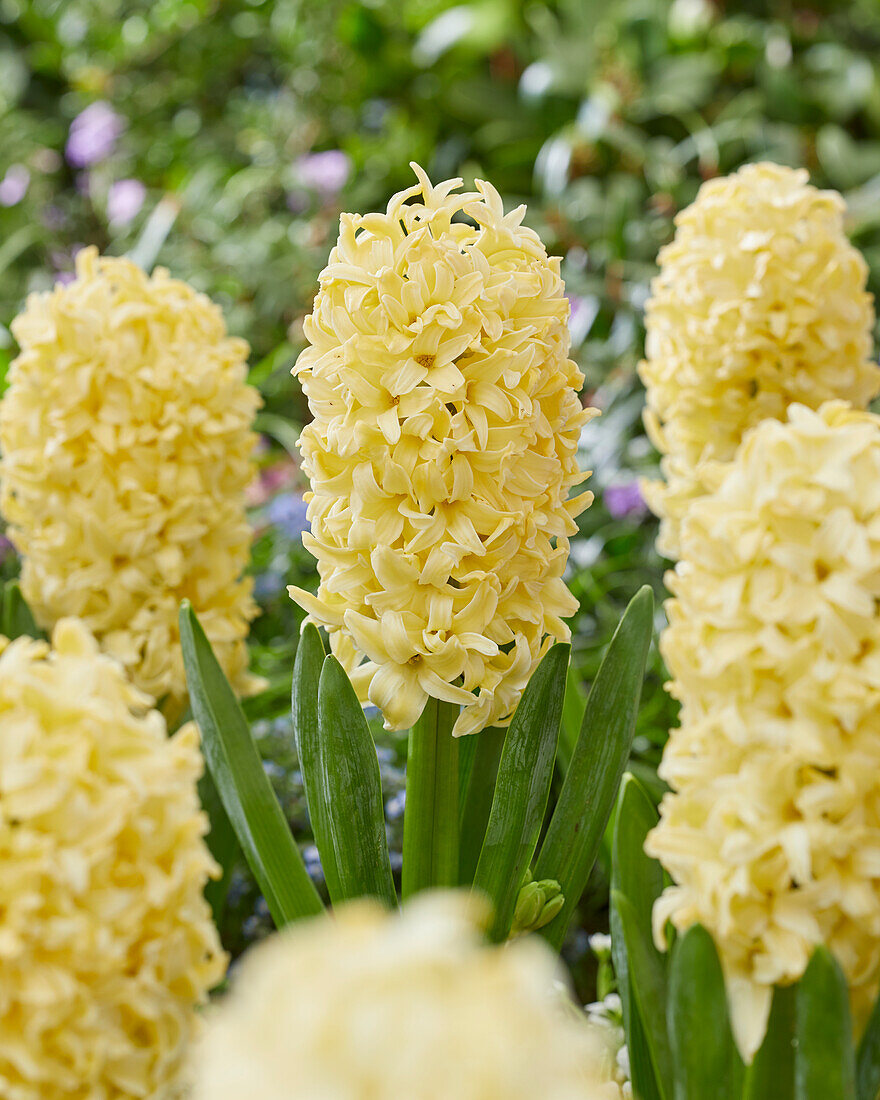 Hyacinthus Bon Bini