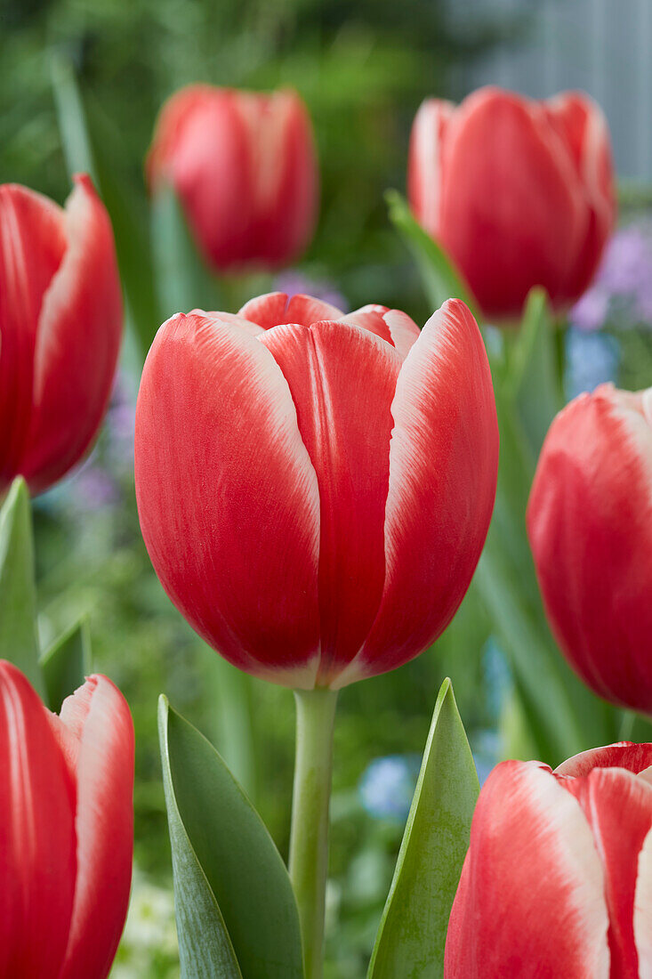 Tulipa Kung-Fu