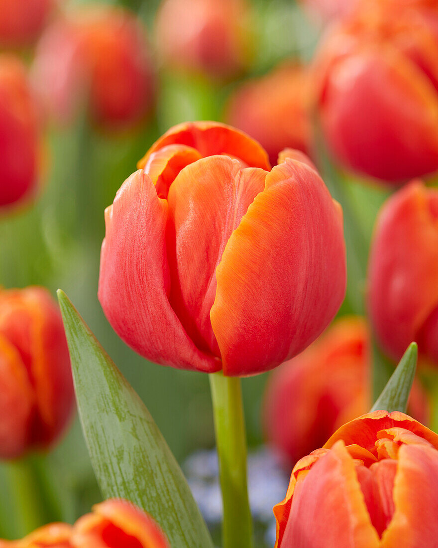 Tulpe (Tulipa) 'Icoon'