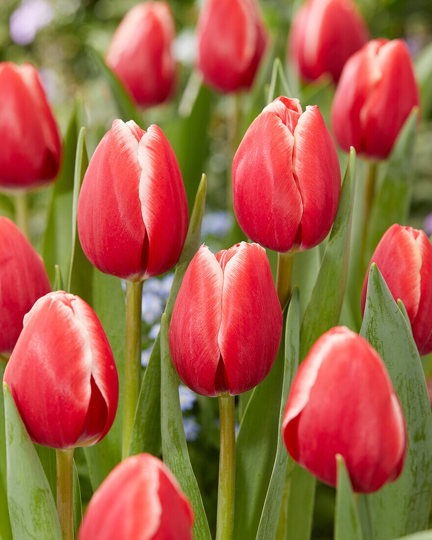 Tulipa Kung-Fu