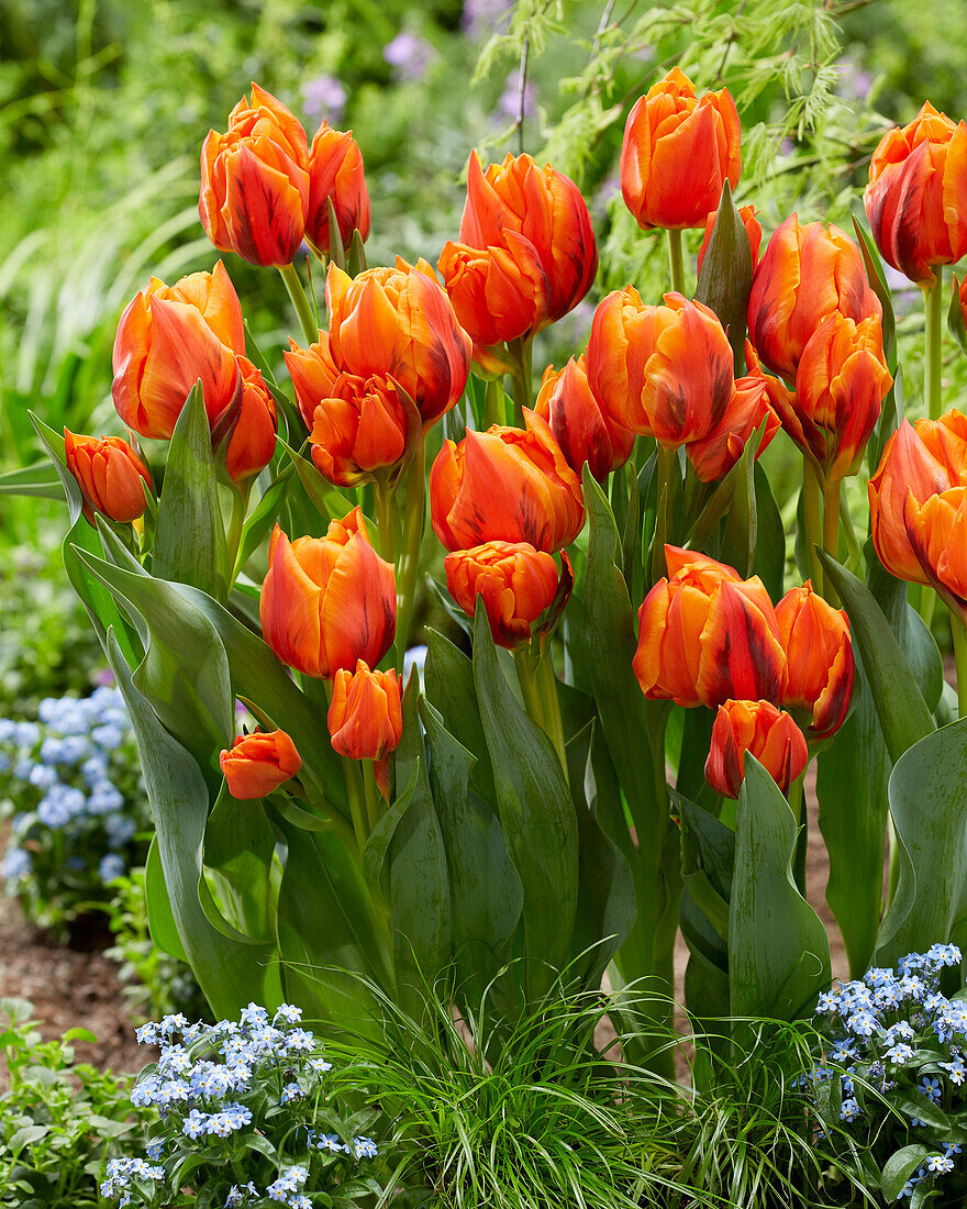 Tulpe (Tulipa) 'Gaston'