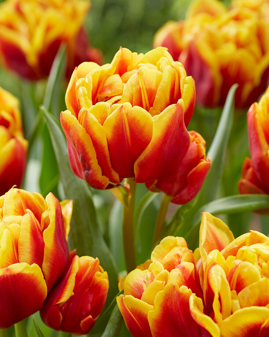 Tulpe (Tulipa) 'Nyenrode'