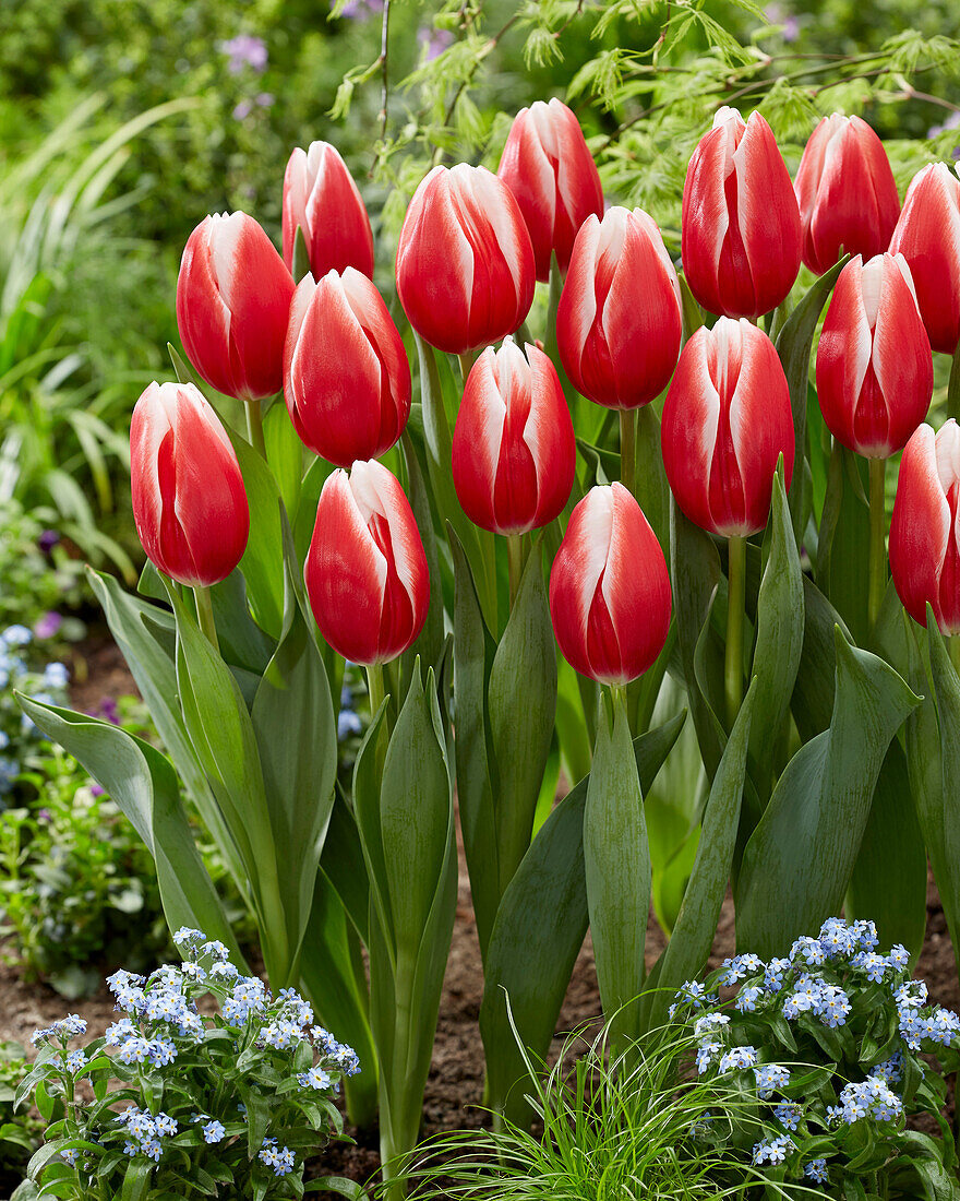 Tulipa Energy4all