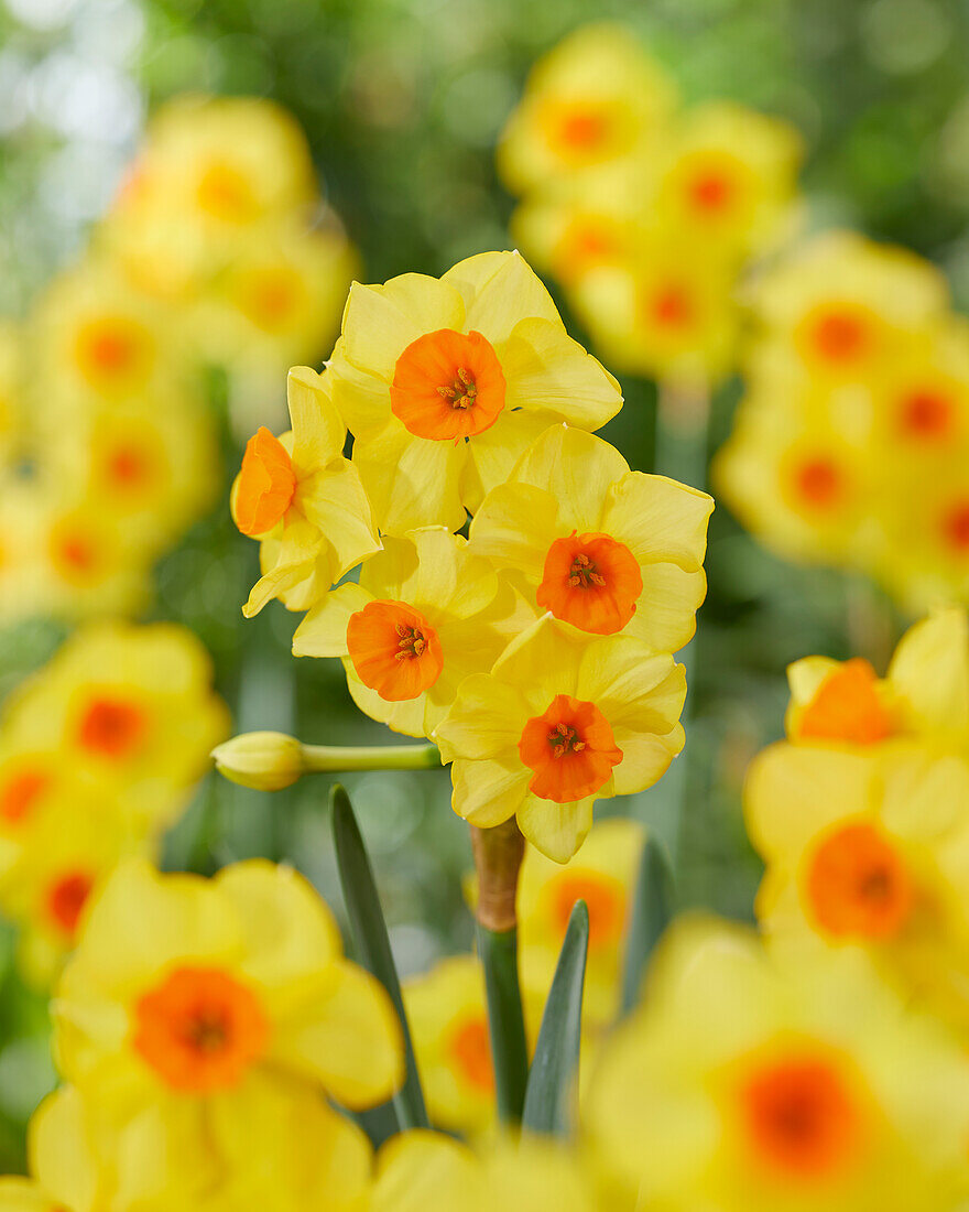 Narcissus Bright Day