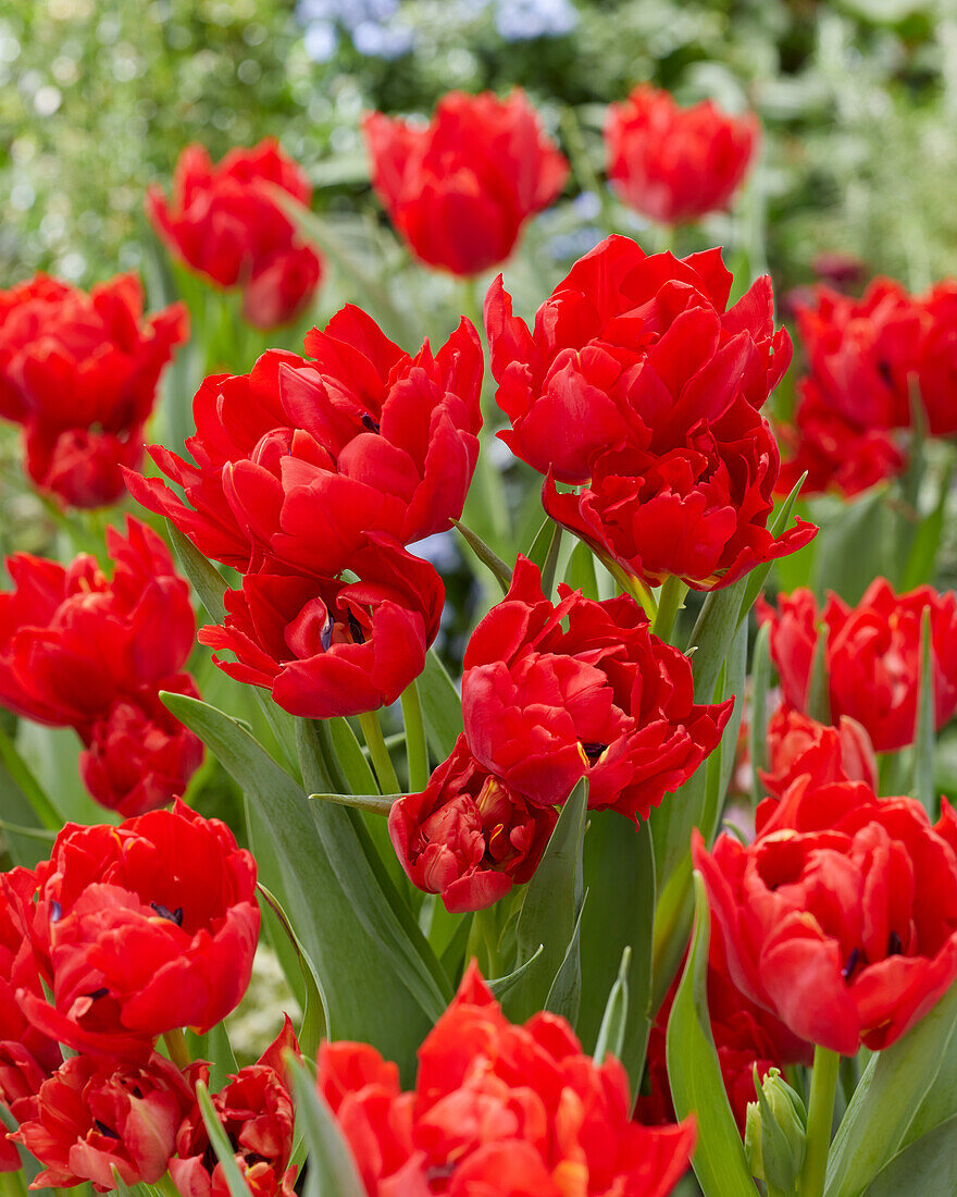 Tulpe (Tulipa) 'Abba'