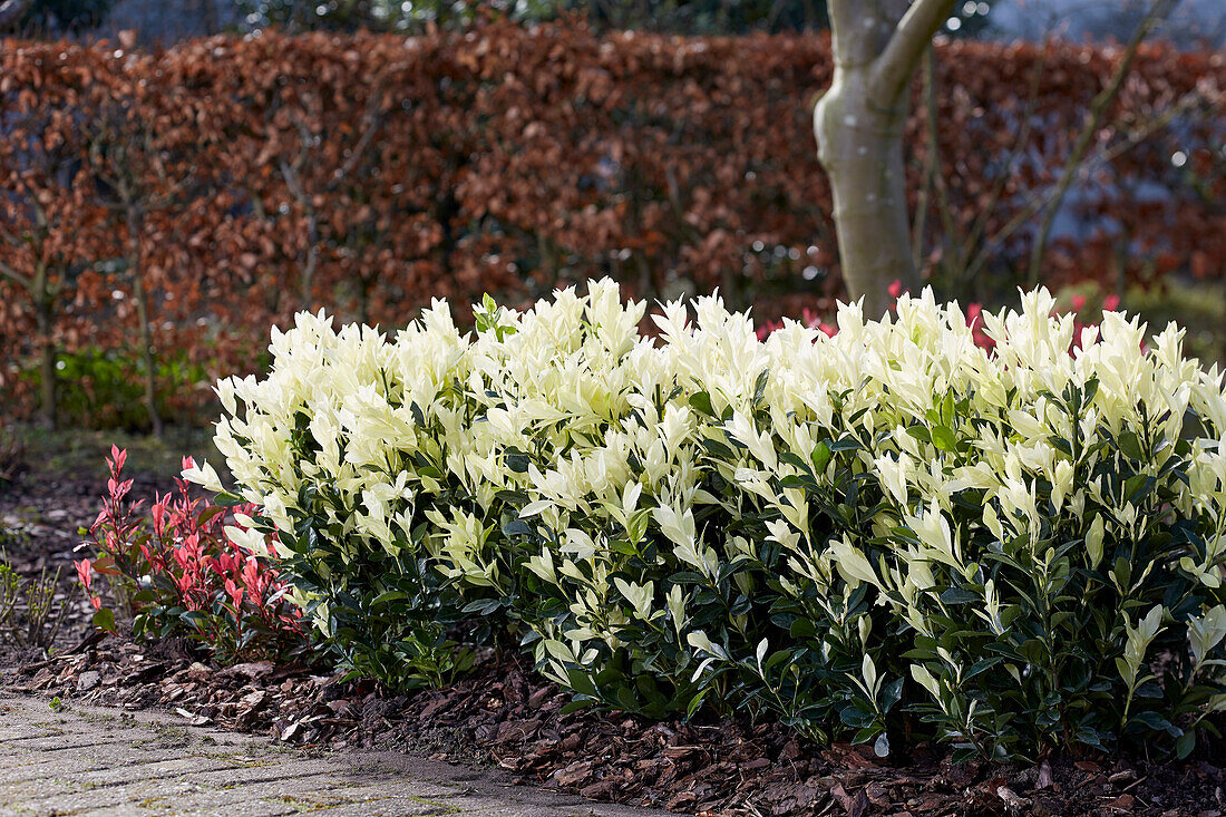 Japanischer Spindelstrauch (Euonymus japonicus)'Himalaya'