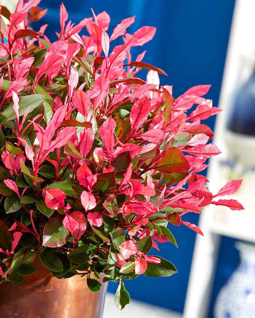 Glanzmispel (Photinia fraseri) 'Little Fenna'