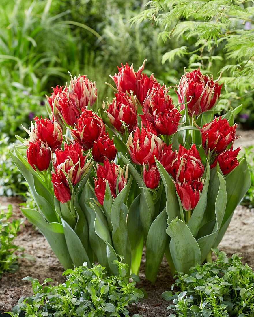 Tulpe (Tulipa) 'Red Spider'