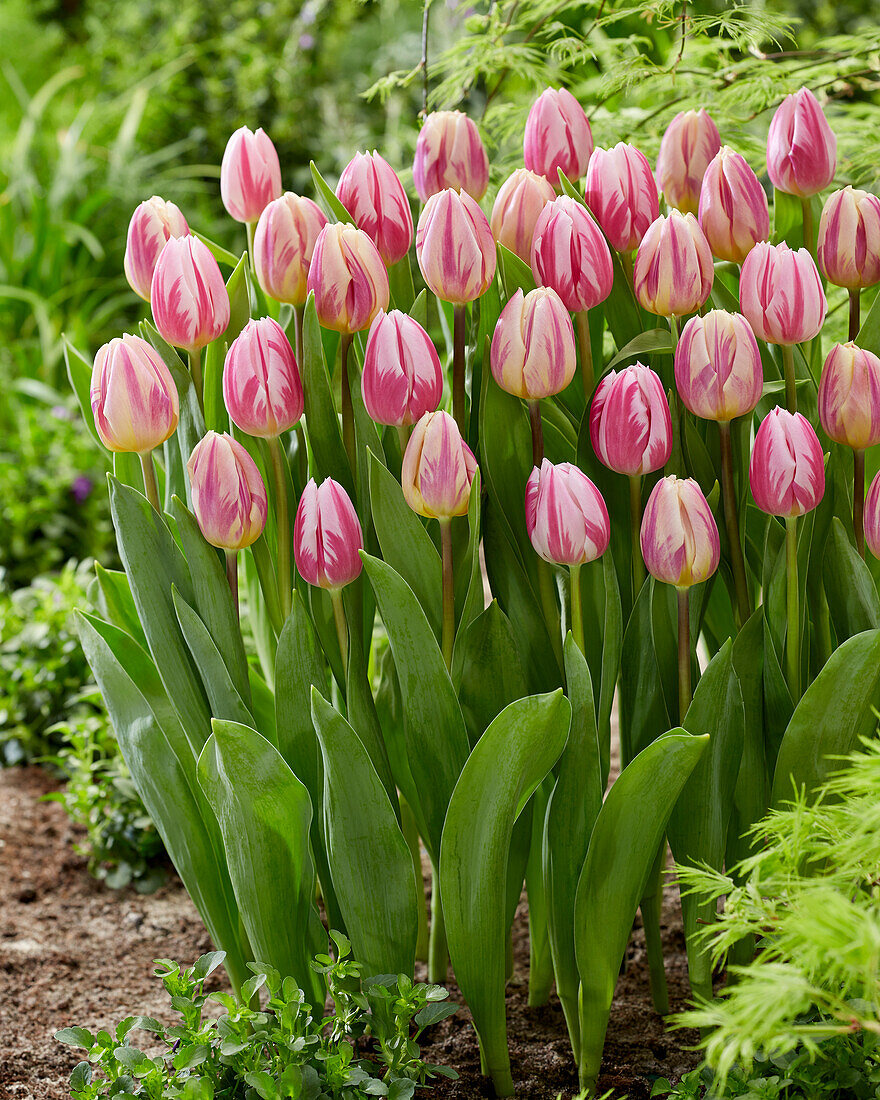 Tulpe (Tulipa) 'Happy Feet'