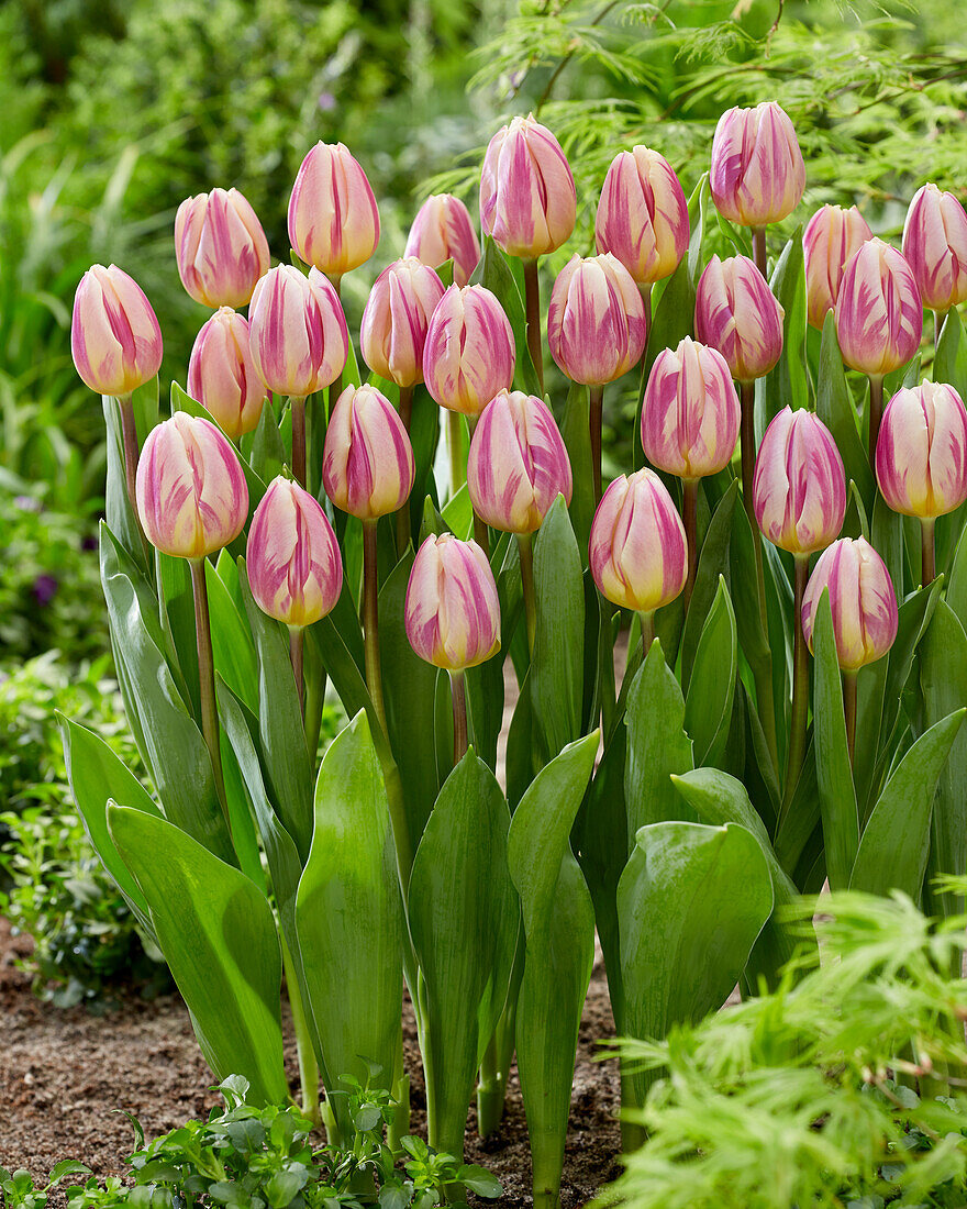 Tulipa Happy Feet