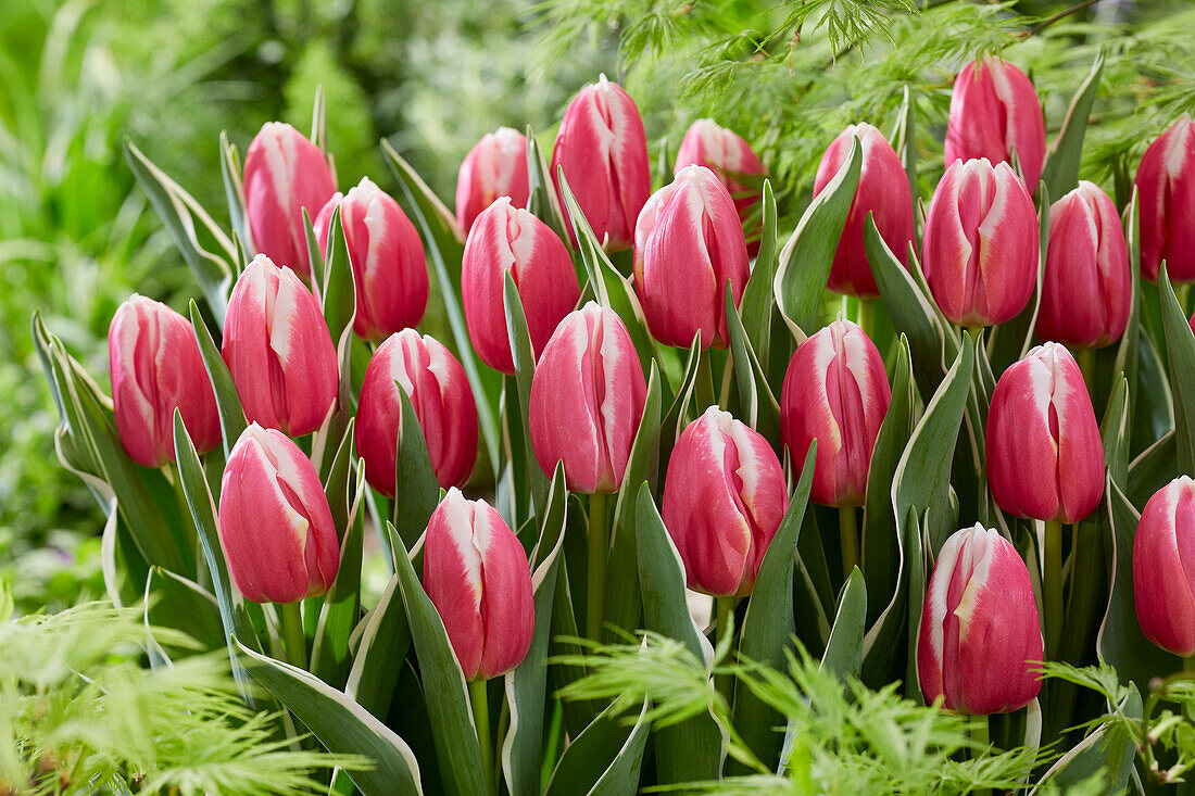 Tulpe (Tulipa) 'Mark Design'