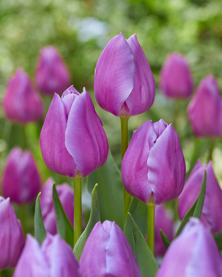 Tulipa Magic Lavender