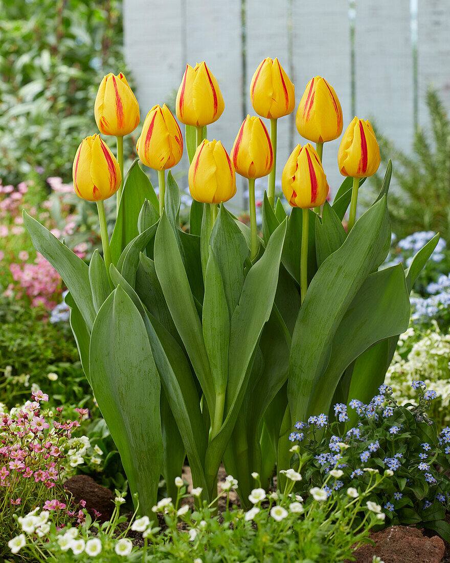 Tulipa Freedom Flame