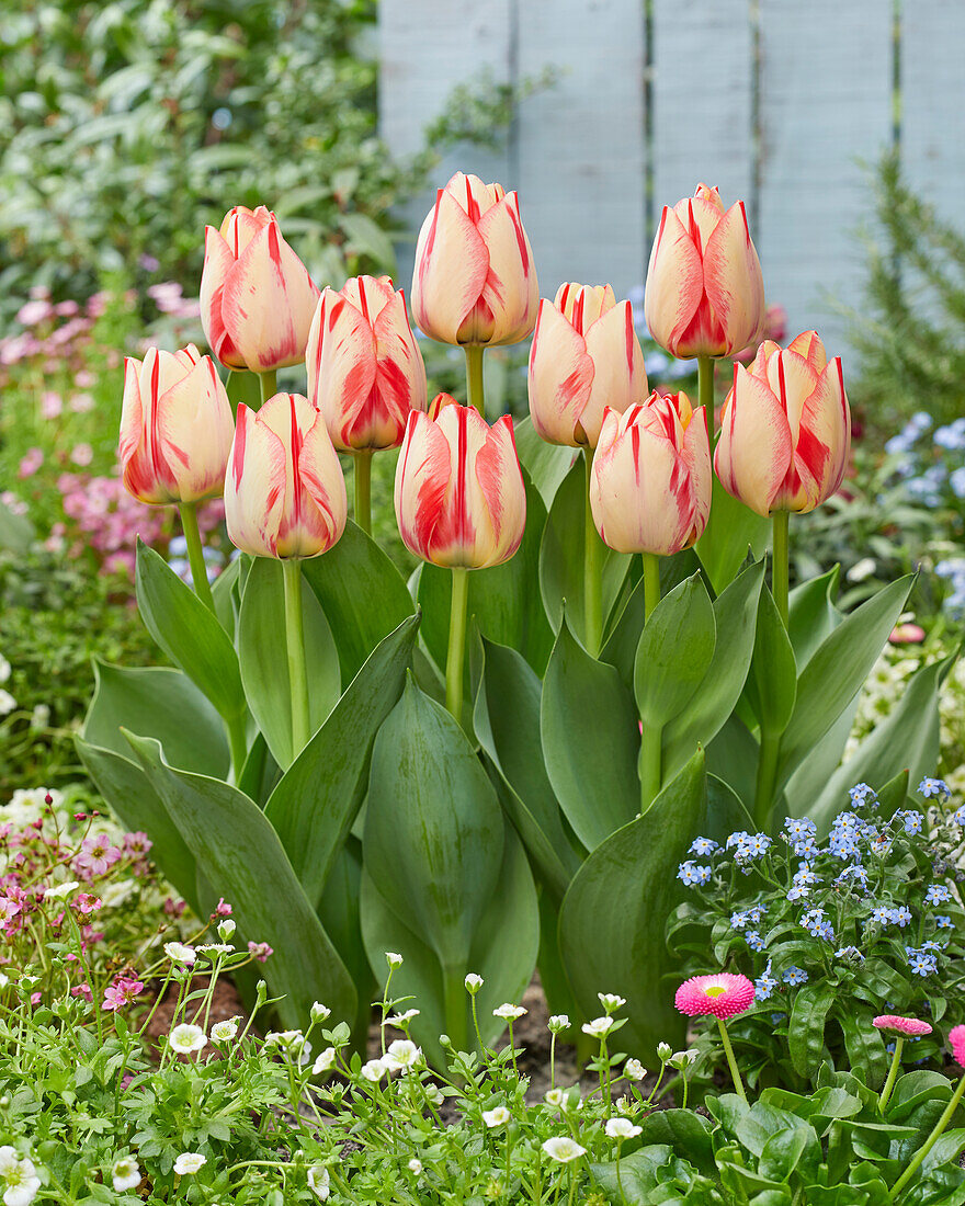 Tulpe (Tulipa) 'Spryng Break'