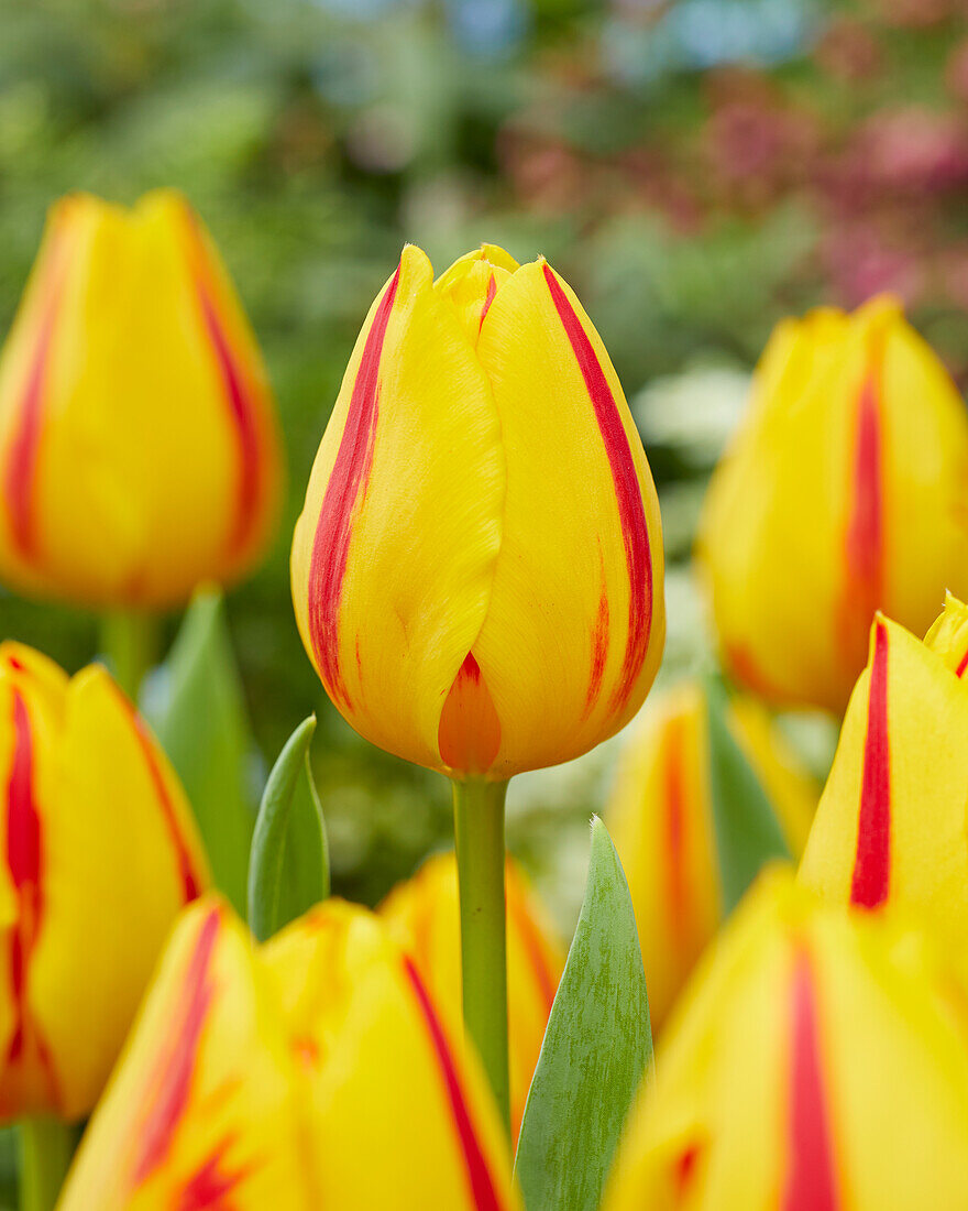 Tulipa Freedom Flame