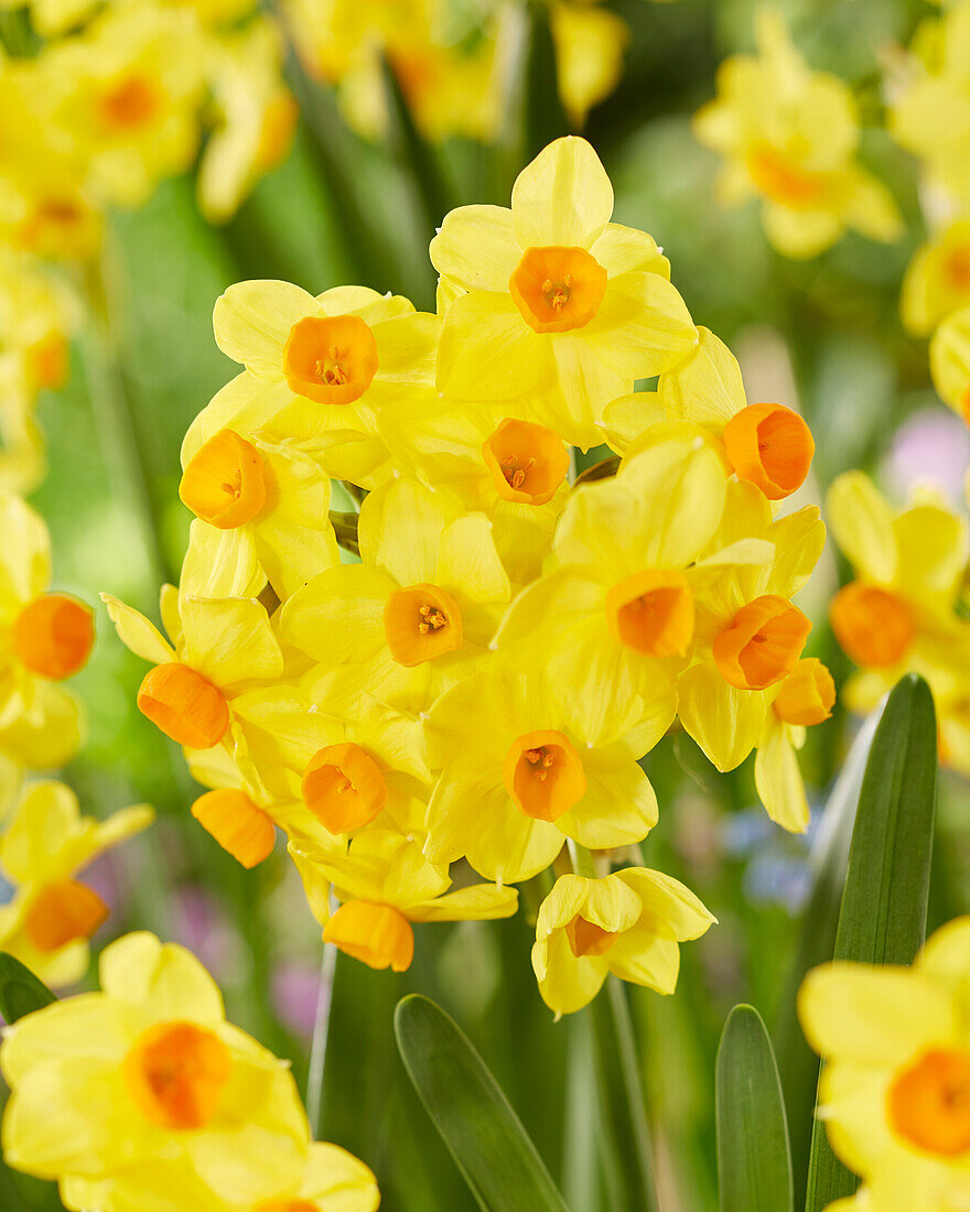 Narzisse (Narcissus) 'Innisidgen'