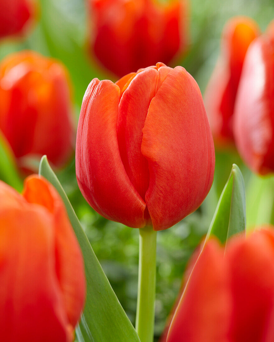 Tulipa Canvas