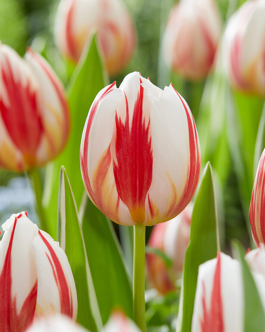 Tulpe (Tulipa) 'Carnaval de Rio'