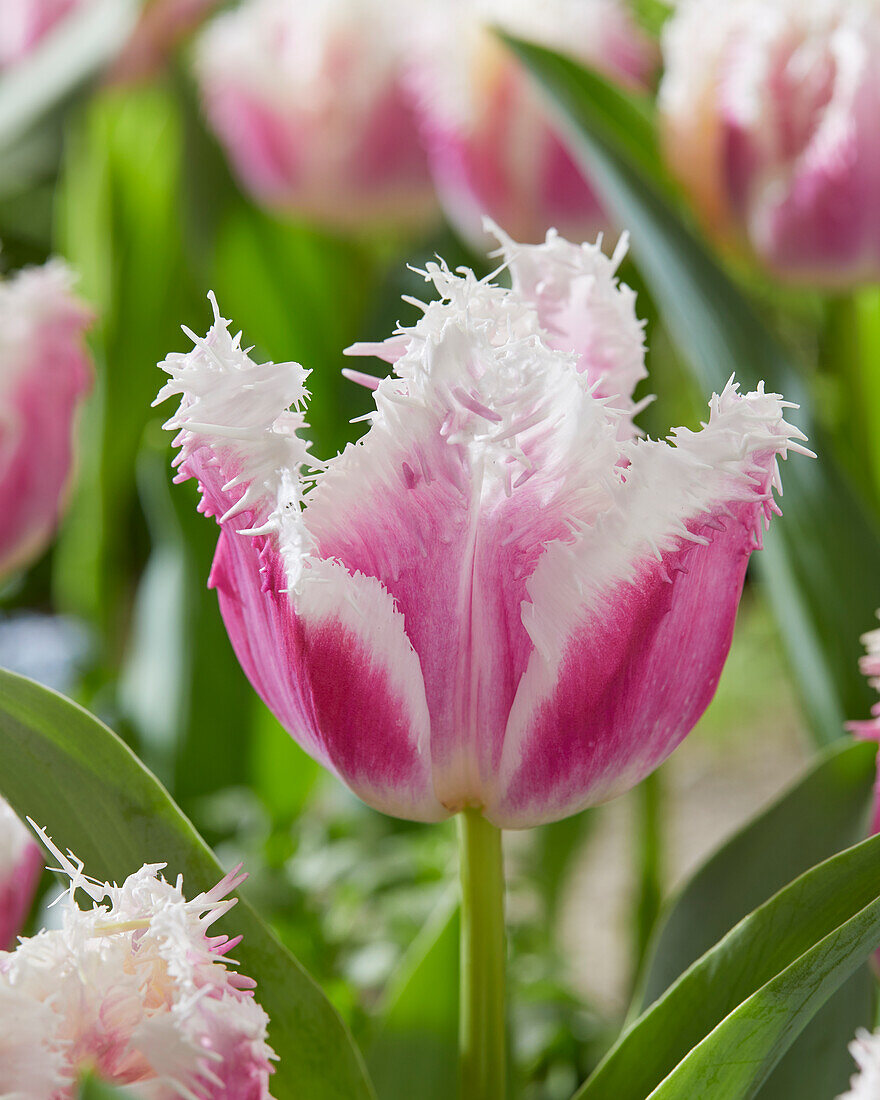 Tulipa Hawaii