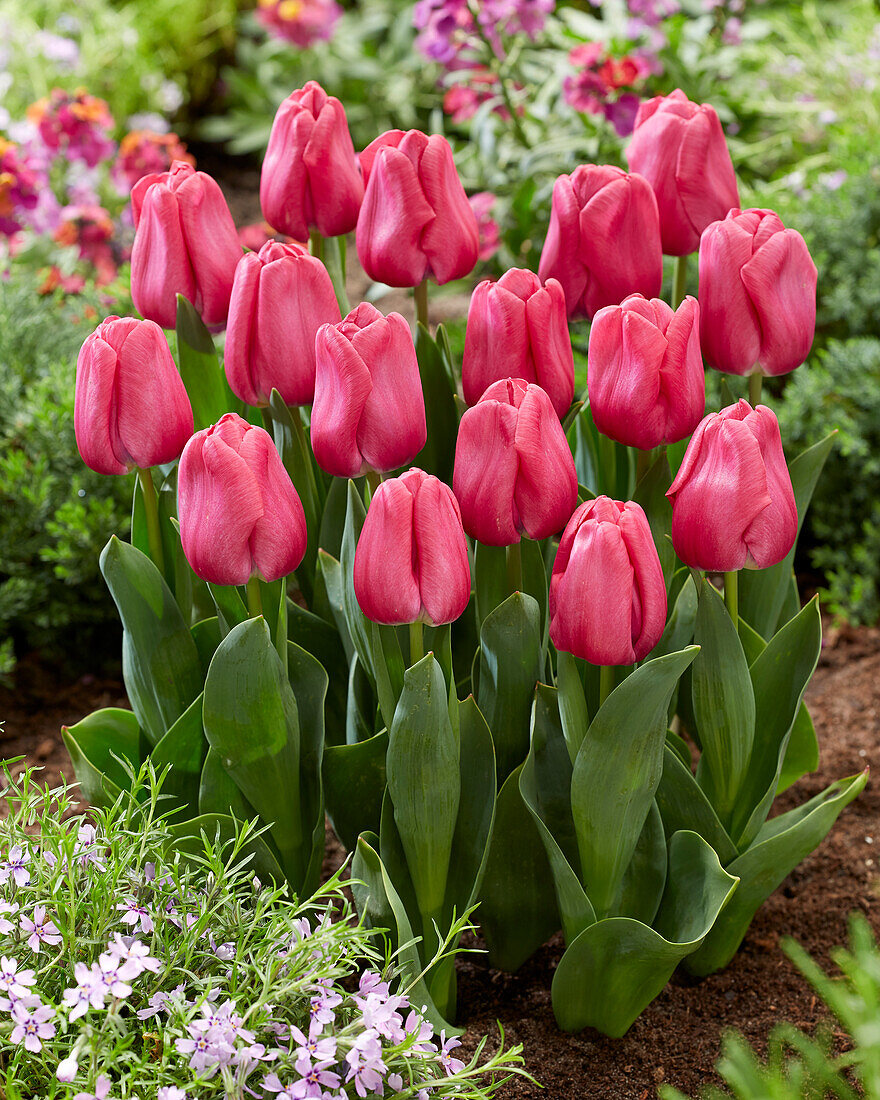 Tulpe (Tulipa) 'Cleveland'