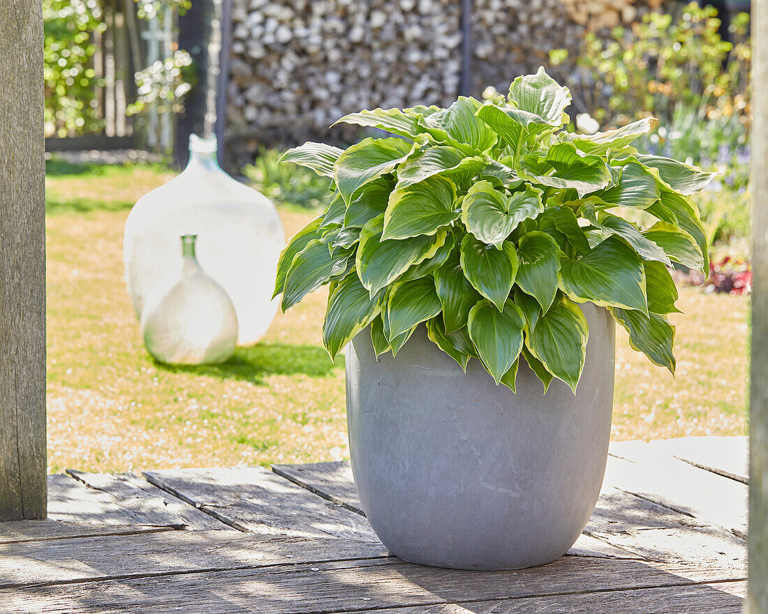 Hosta Min 007