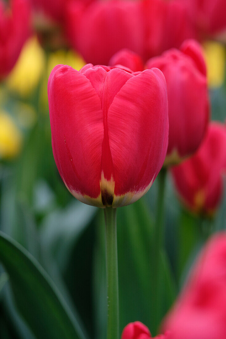 Tulipa Antarctica Fire