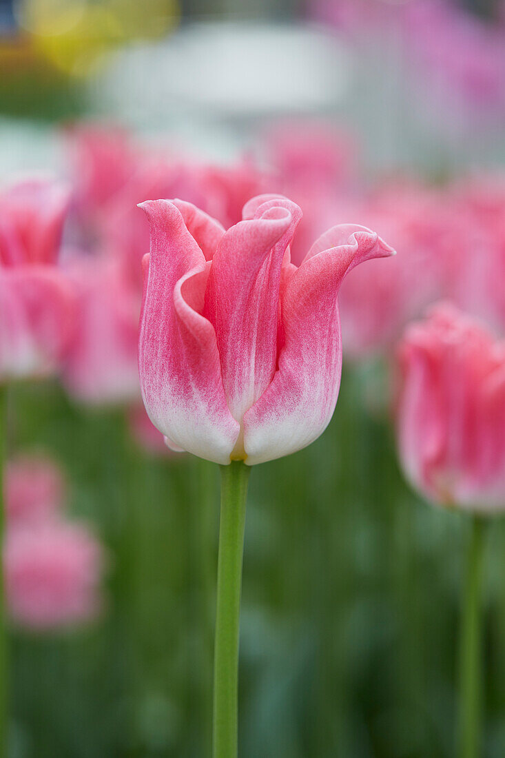 Tulpe (Tulipa) 'Crown of Dynasty'