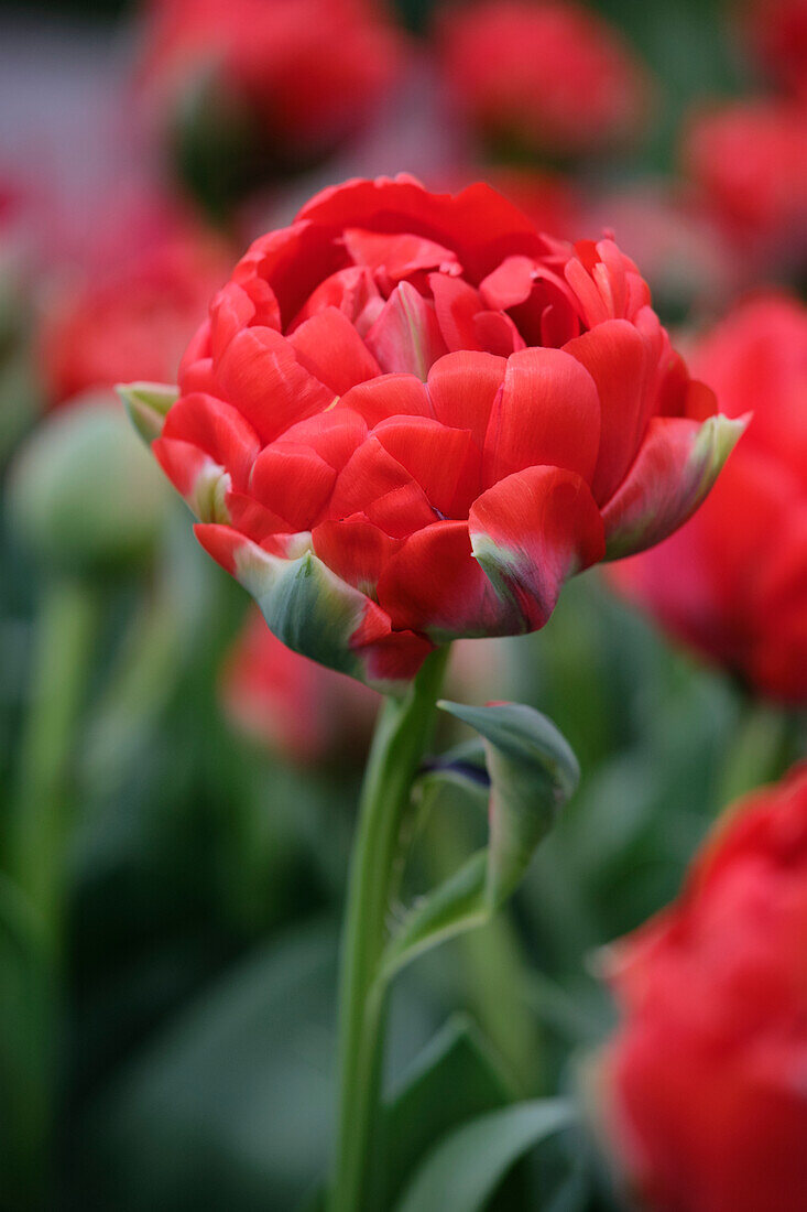 Tulipa Bombastic Red