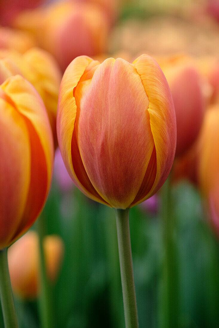 Tulpe (Tulipa) 'Bronze Perfection'