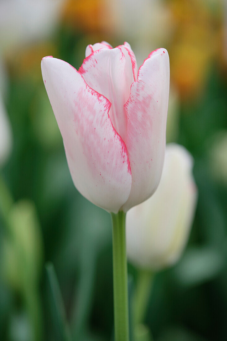 Tulpe (Tulipa) 'Beautytrend'