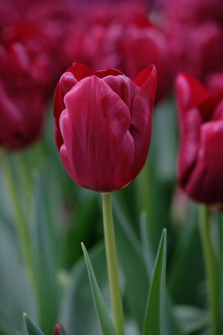 Tulipa Mascara