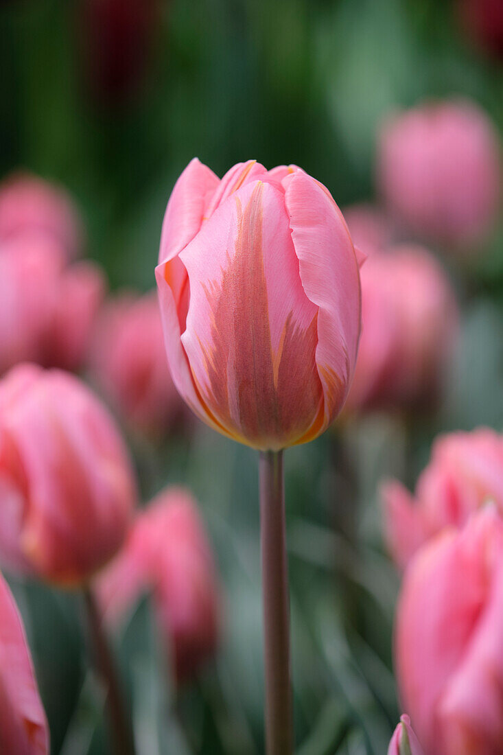 Tulpe (Tulipa) 'Pretty Princess'