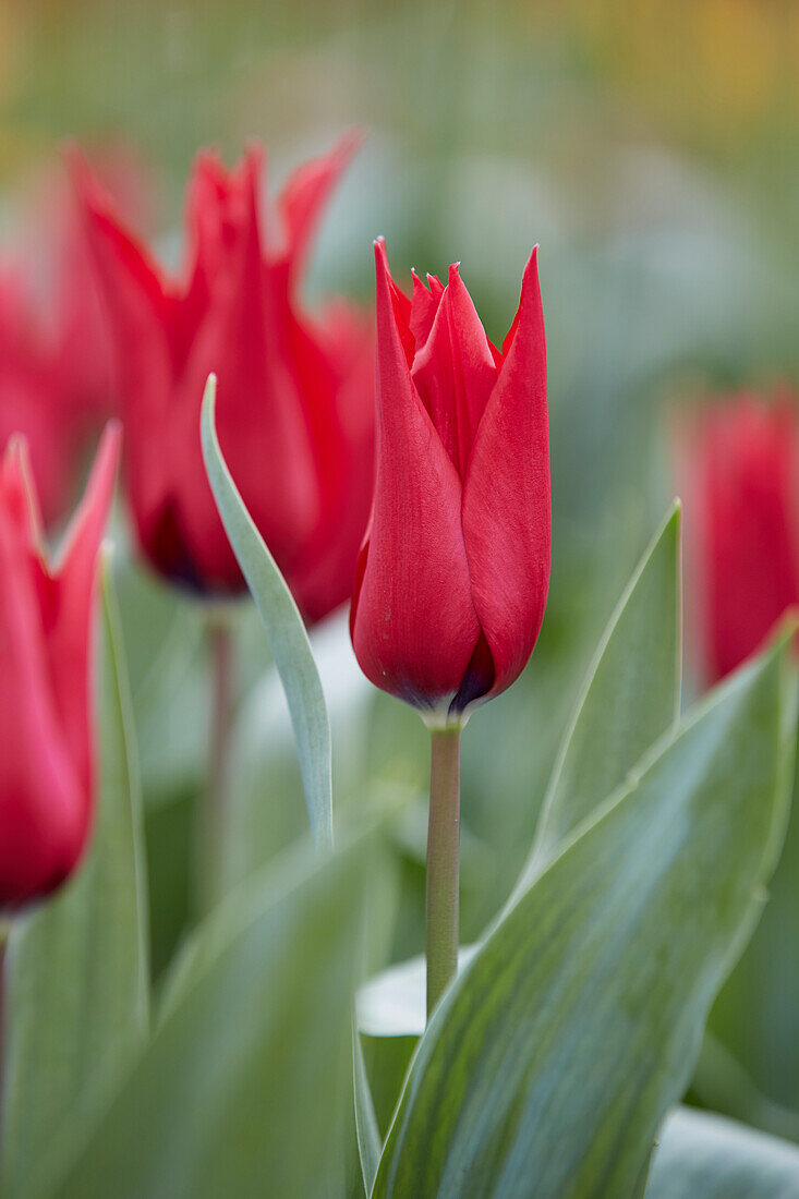 Tulpe (Tulipa) 'Isaak Chic'