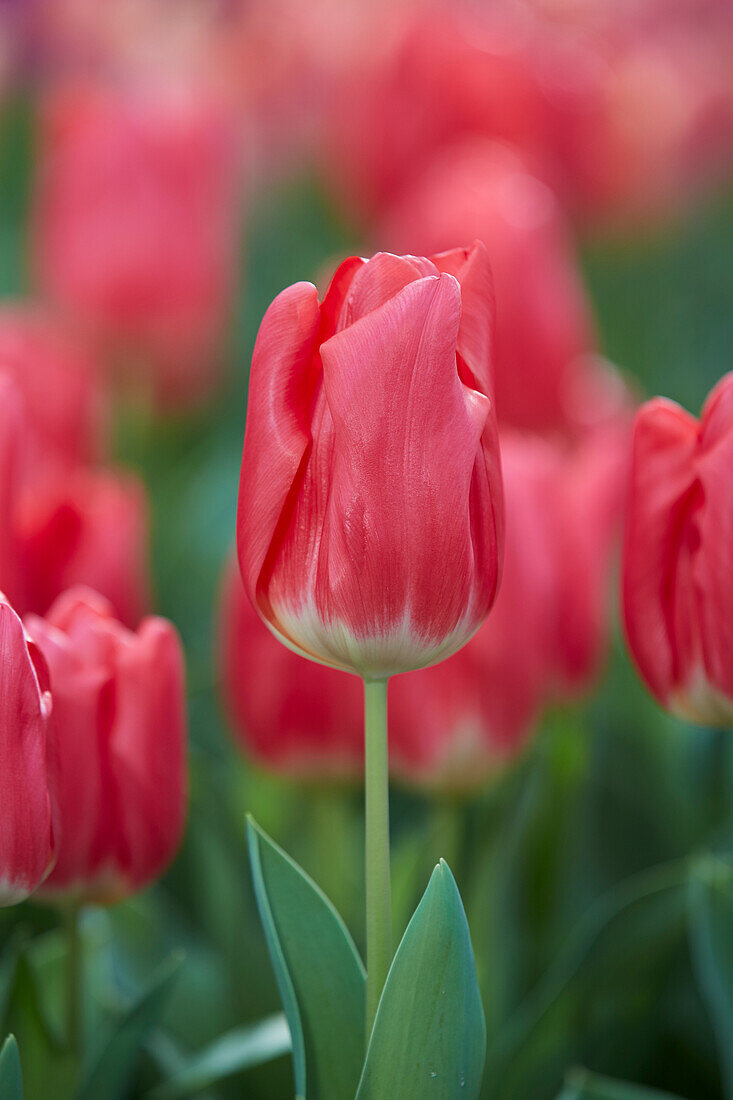 Tulipa Bolray Price