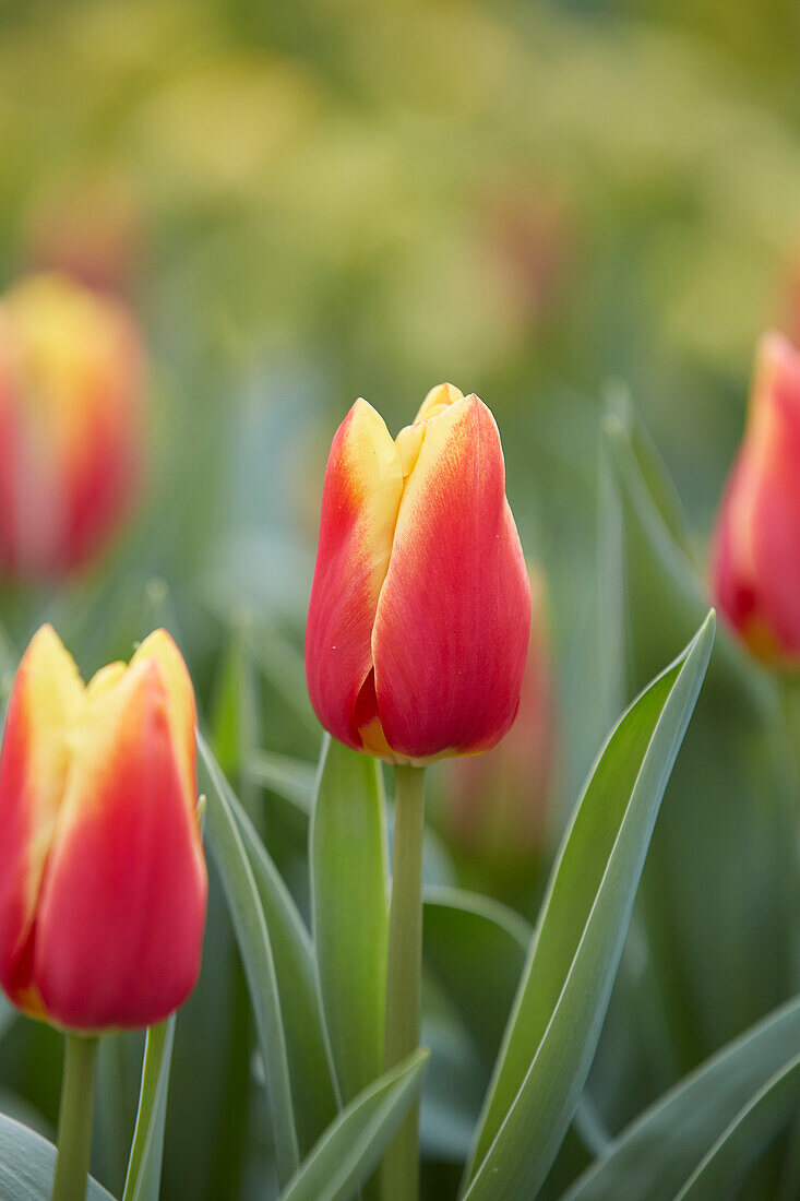 Tulpe (Tulipa) 'Chieftain Dream'