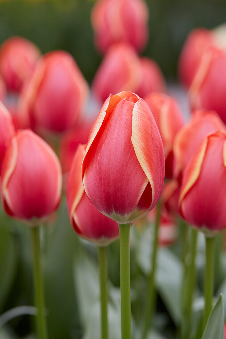 Tulpe (Tulipa) 'Kimberly'