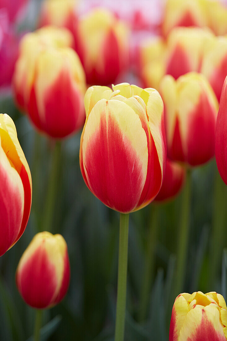 Tulipa China Girl